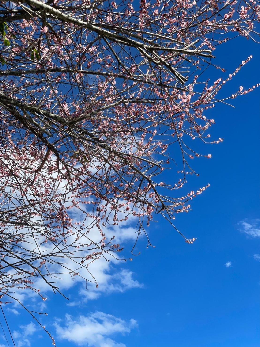Julie'S Garden, Cingjing - Fon Chin Homestay Renai Dış mekan fotoğraf